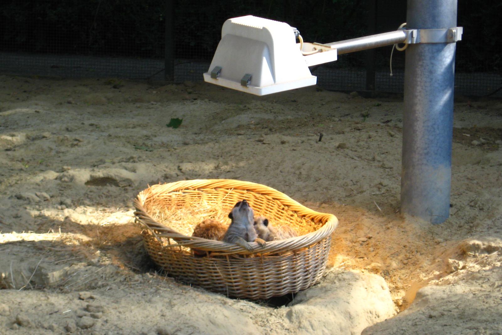 Erdmännchen unter der Wärmelampe